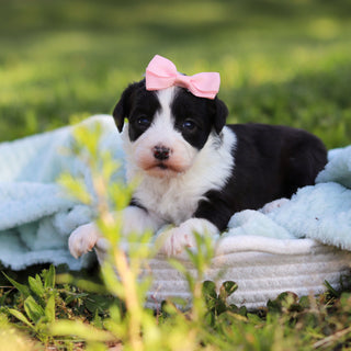 Aurora - Available 6/18