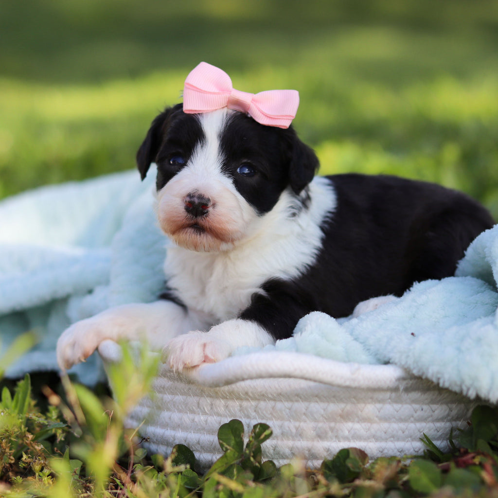 Aurora - Available 6/18