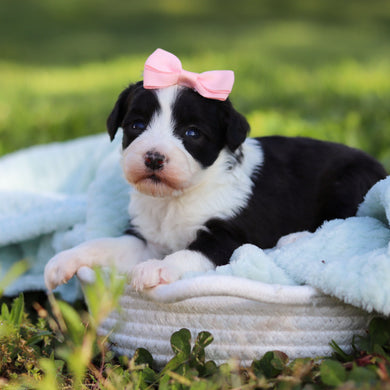 Aurora - Available 6/18