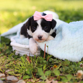 Aurora - Available 6/18