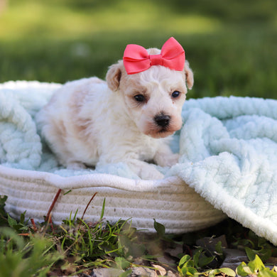 Alice - Available 6/18