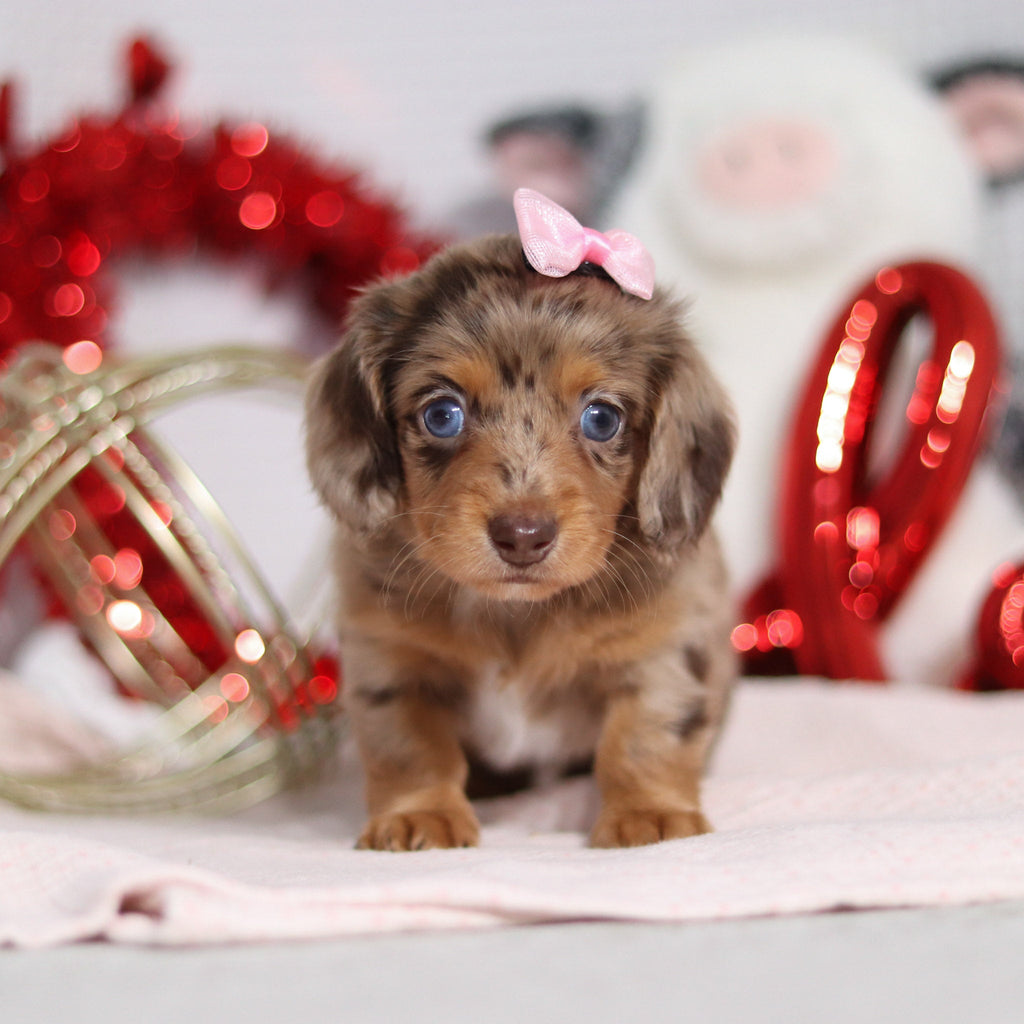 Tessa - Available 2/26