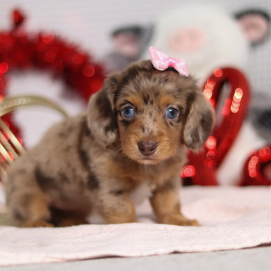 Tessa - Available 2/26