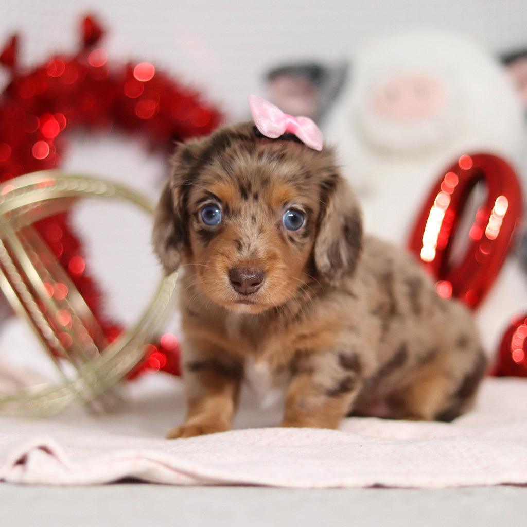 Tessa - Available 2/26