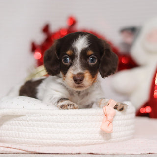 Theadora - Available 2/26