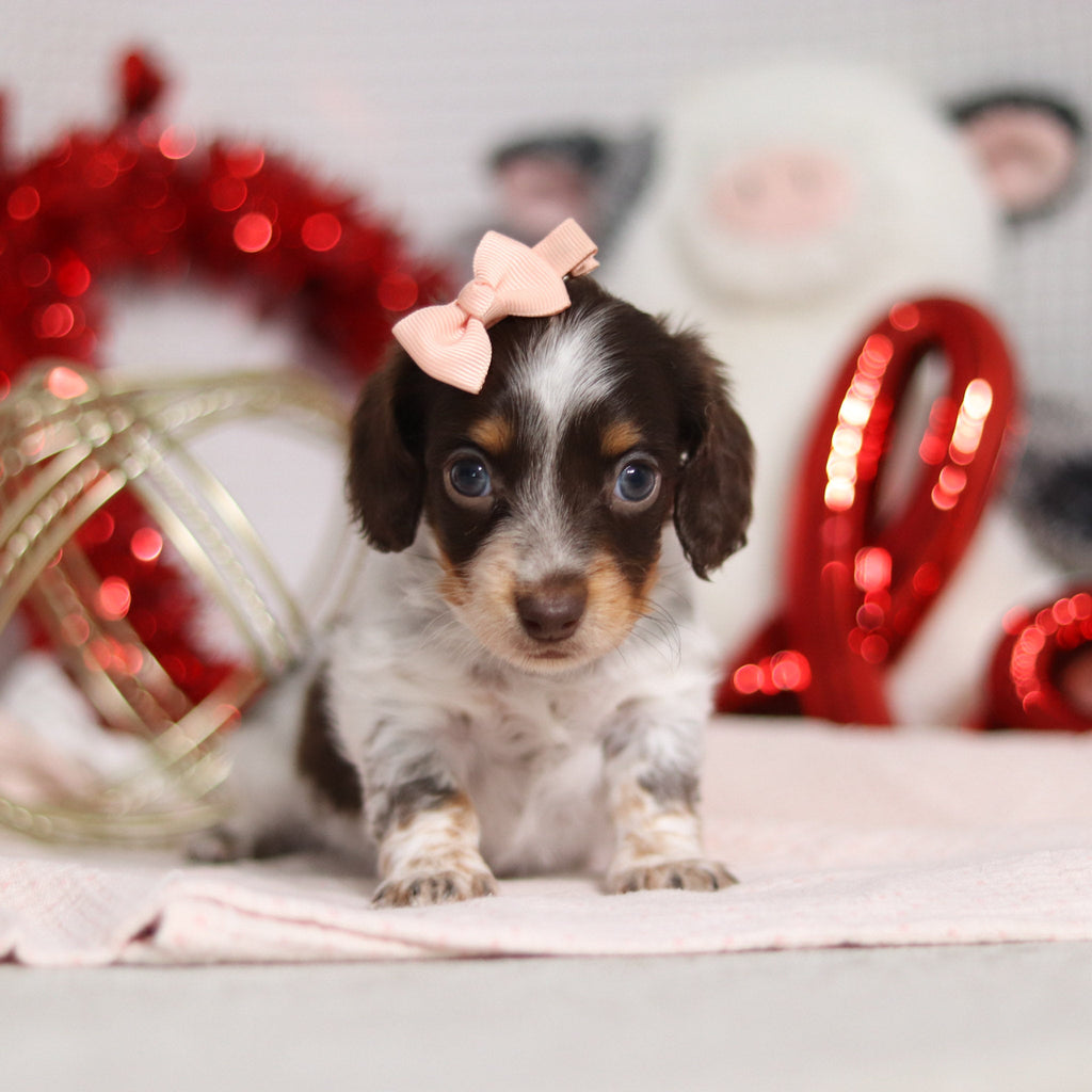 Theadora - Available 2/26