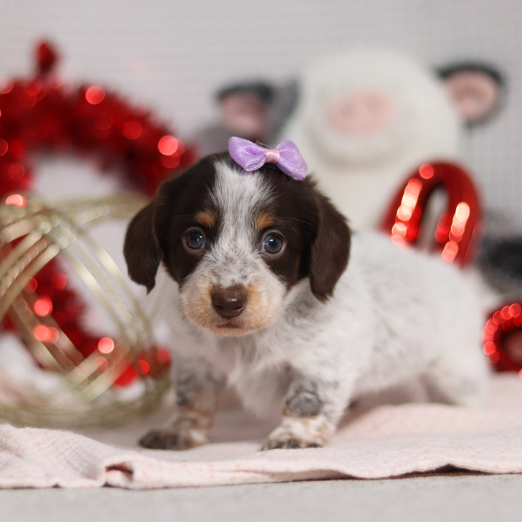 Tinsley - Available 2/26