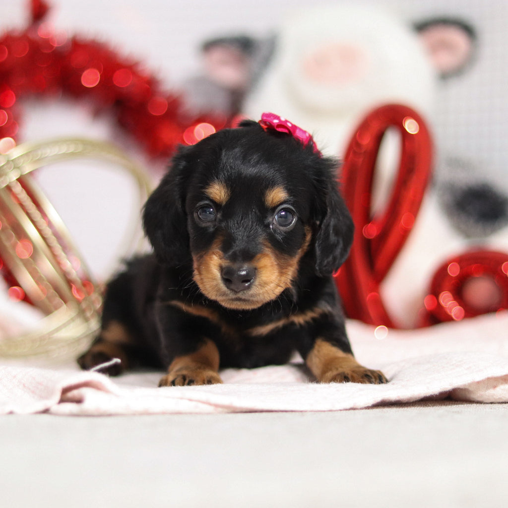 Tegan - Available 2/26