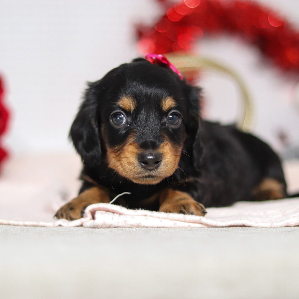 Tegan - Available 2/26