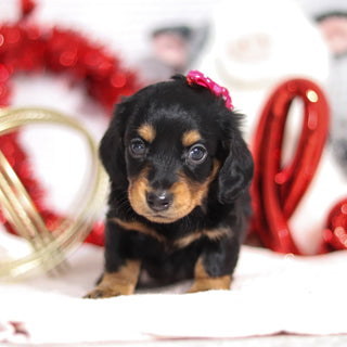 Tegan - Available 2/26