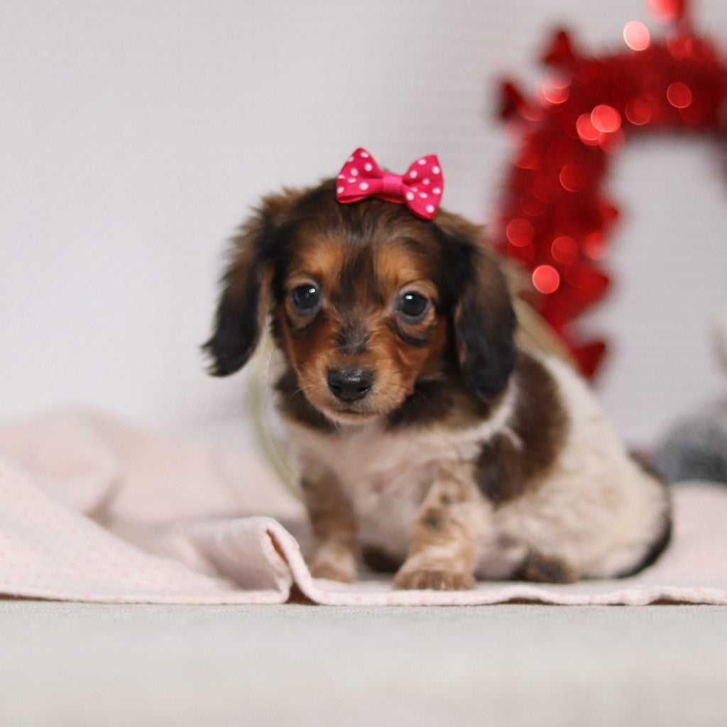 Kali - Available 2/4