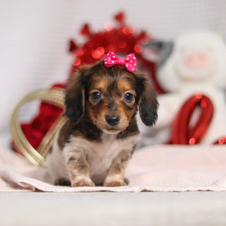 Kali - Available 2/4