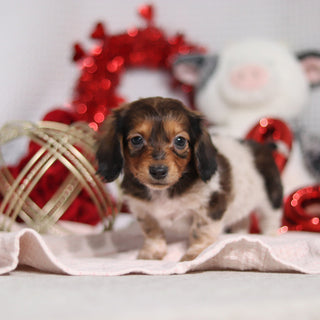 Kali - Available 2/4