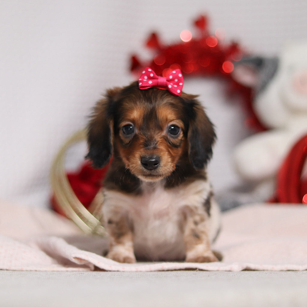 Kali - Available 2/4