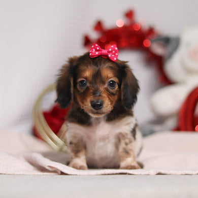 Kali - Available 2/4