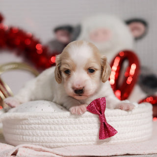 Lana - Available 3/5