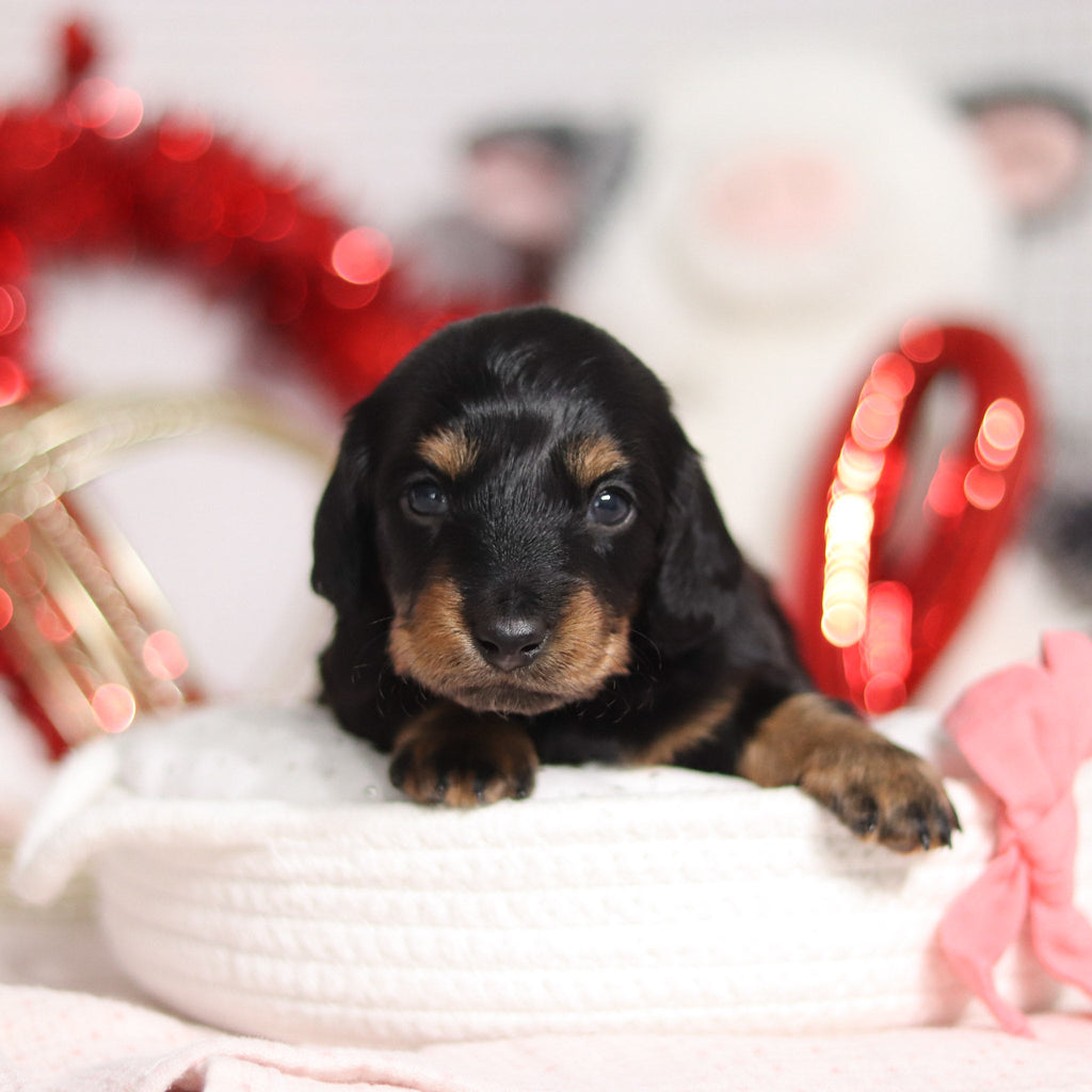 Ophelia - Available 3/5