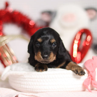 Ophelia - Available 3/5