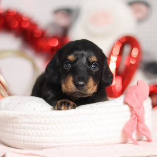 Ophelia - Available 3/5