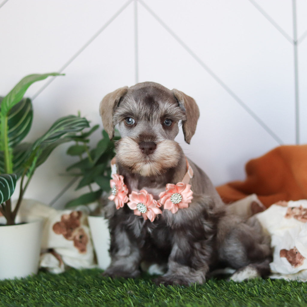 Zendaya - Available 2/19