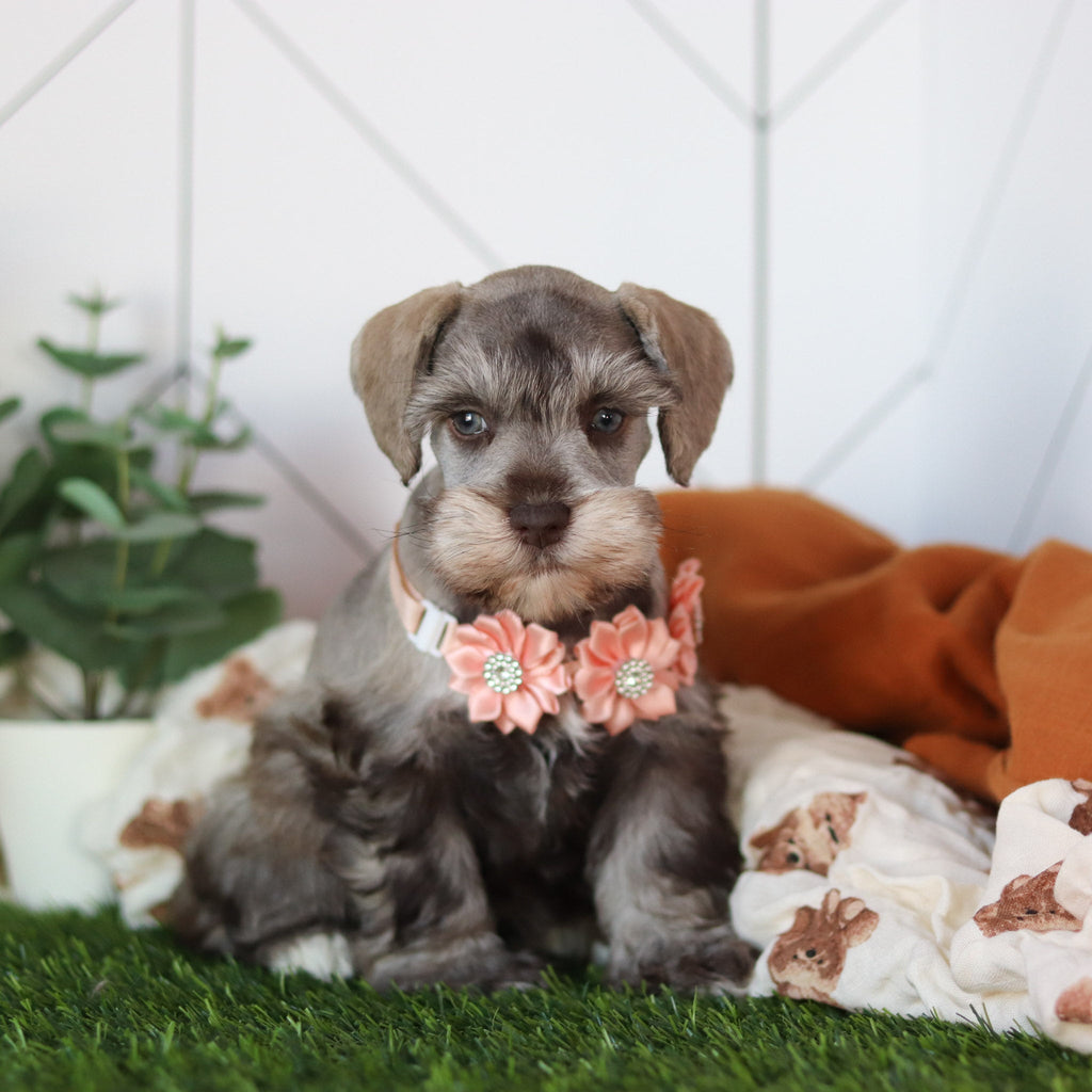 Zendaya - Available 2/19