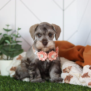 Zendaya - Available 2/19