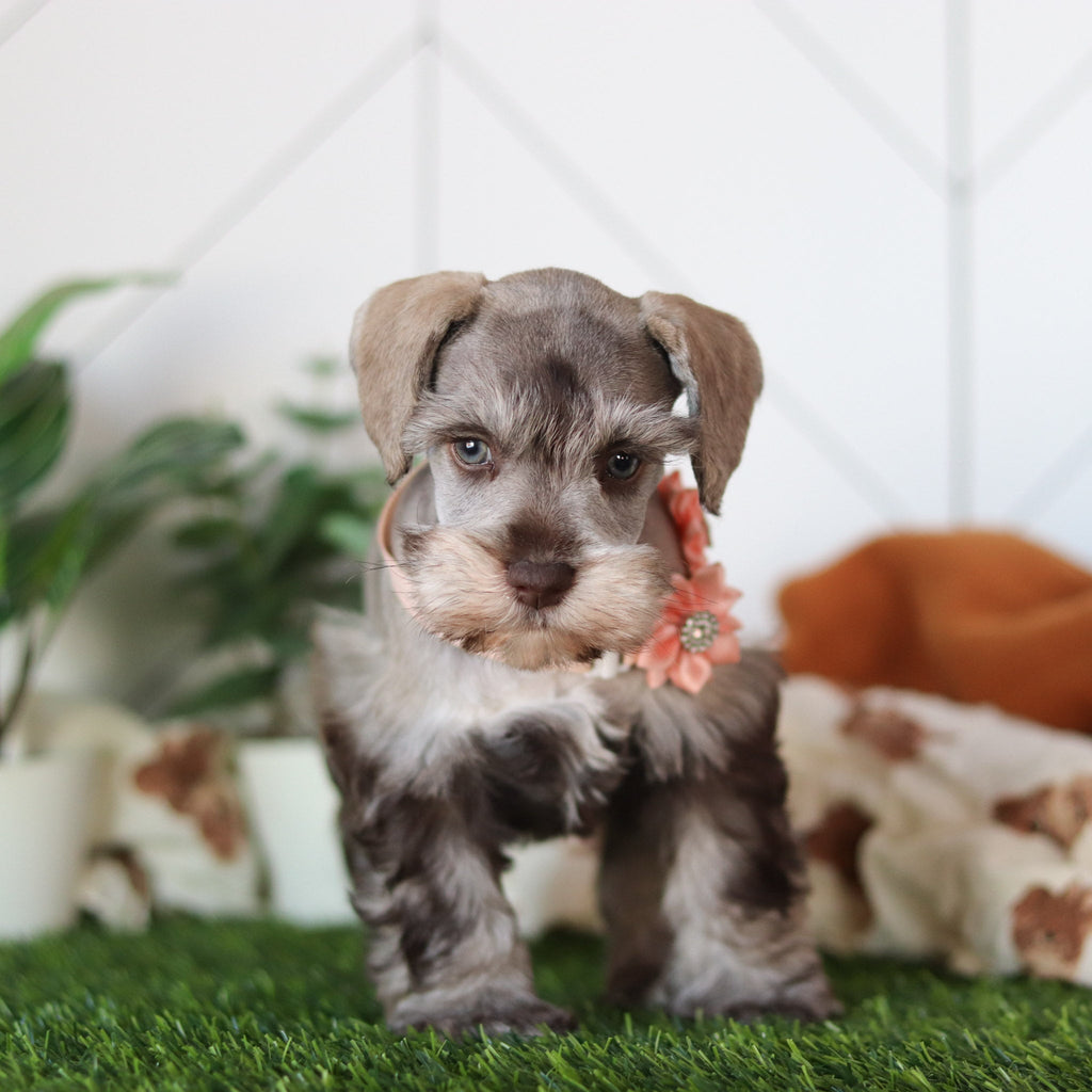 Zendaya - Available 2/19