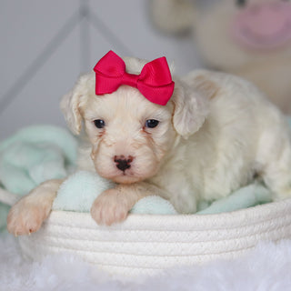 Colette - Available 3/19