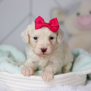 Colette - Available 3/19