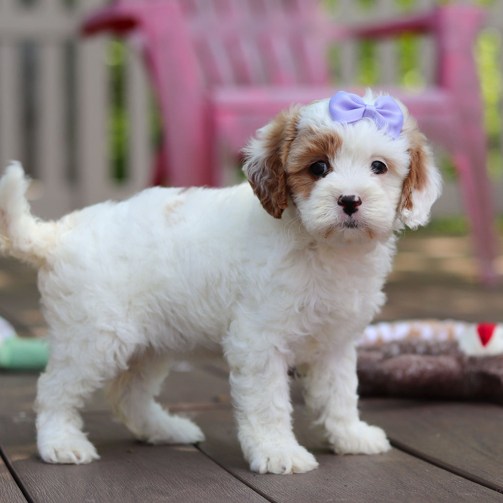 Dolly - Available 6/4