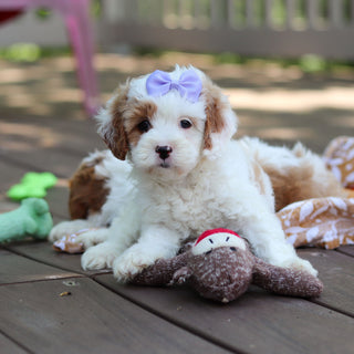 Dolly - Available 6/4