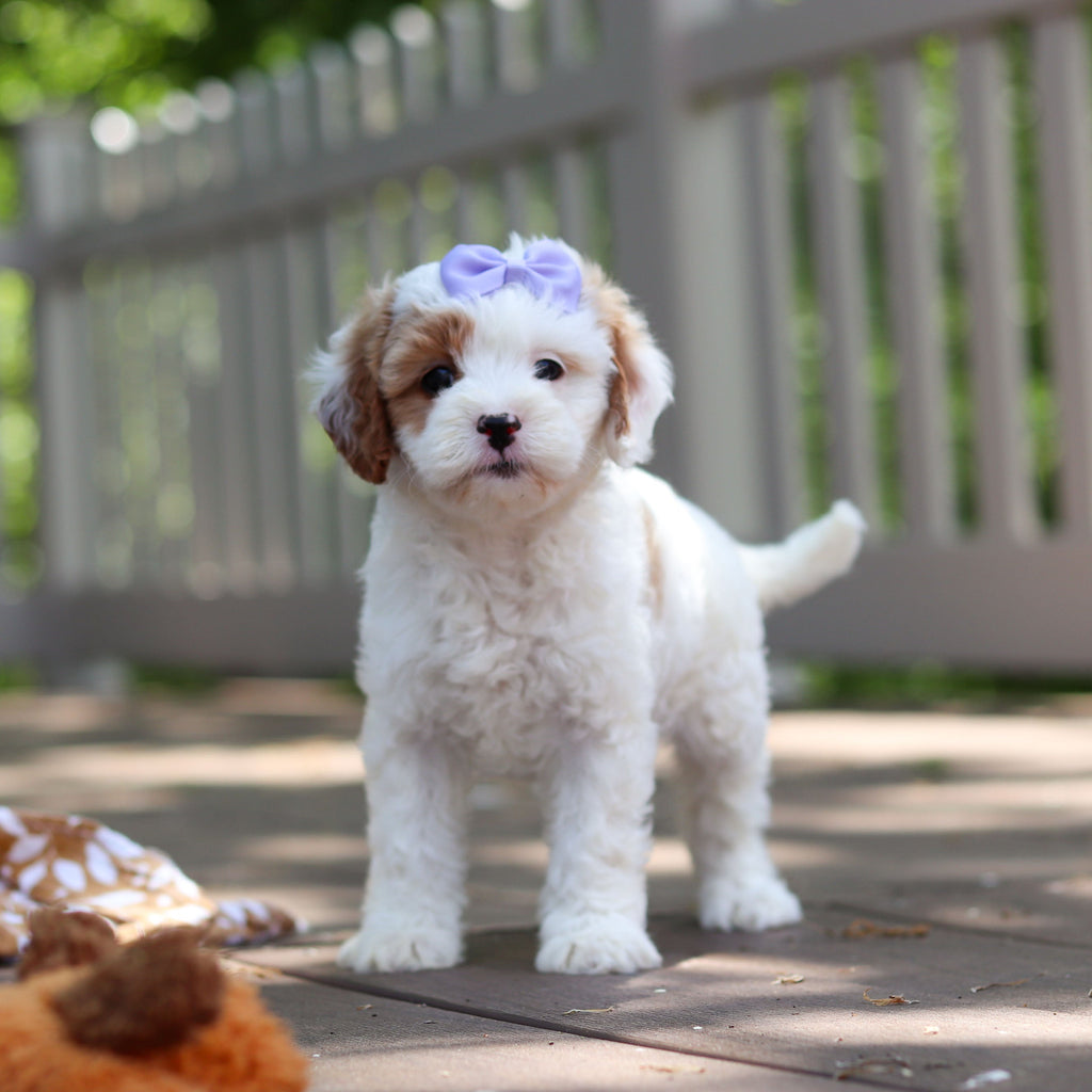 Dolly - Available 6/4