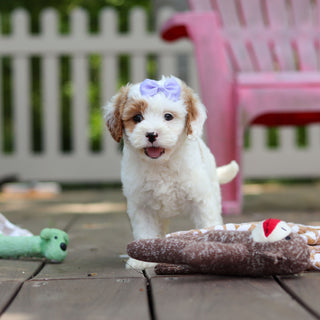 Dolly - Available 6/4