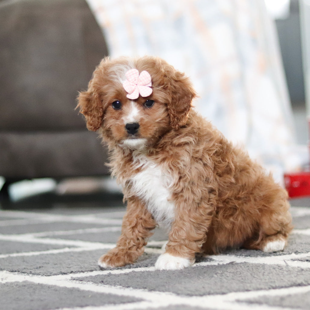 Adelaide - Available 2/19