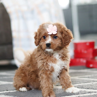 Adelaide - Available 2/19