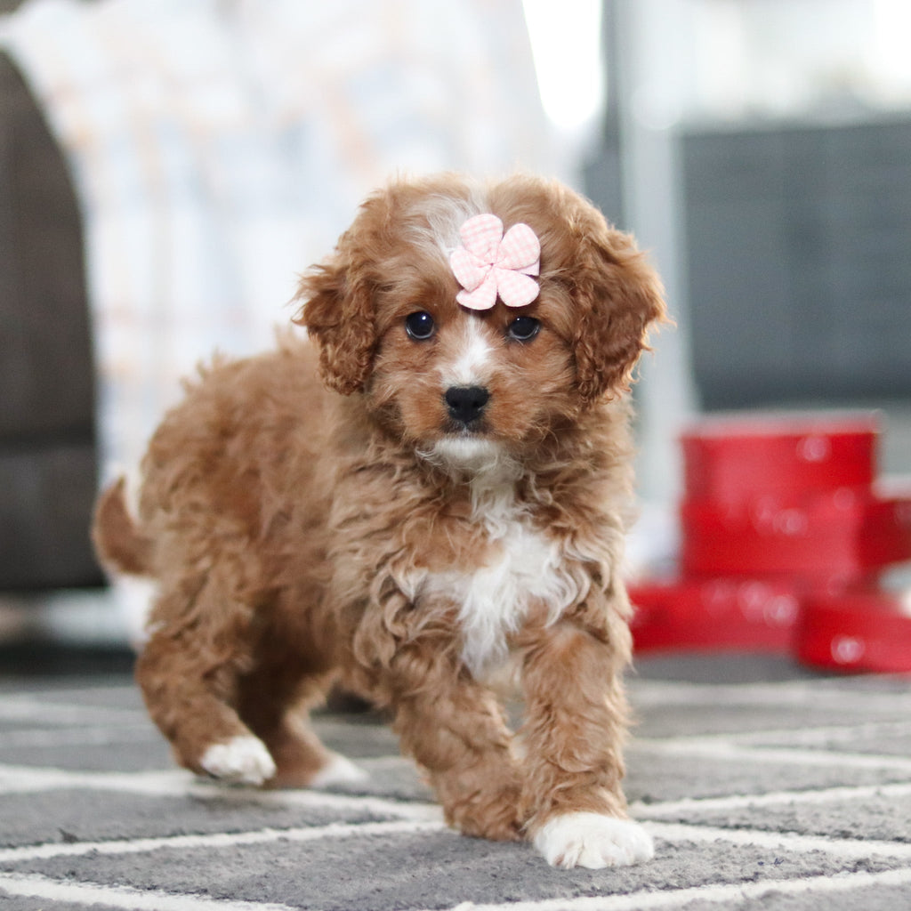 Adelaide - Available 2/19