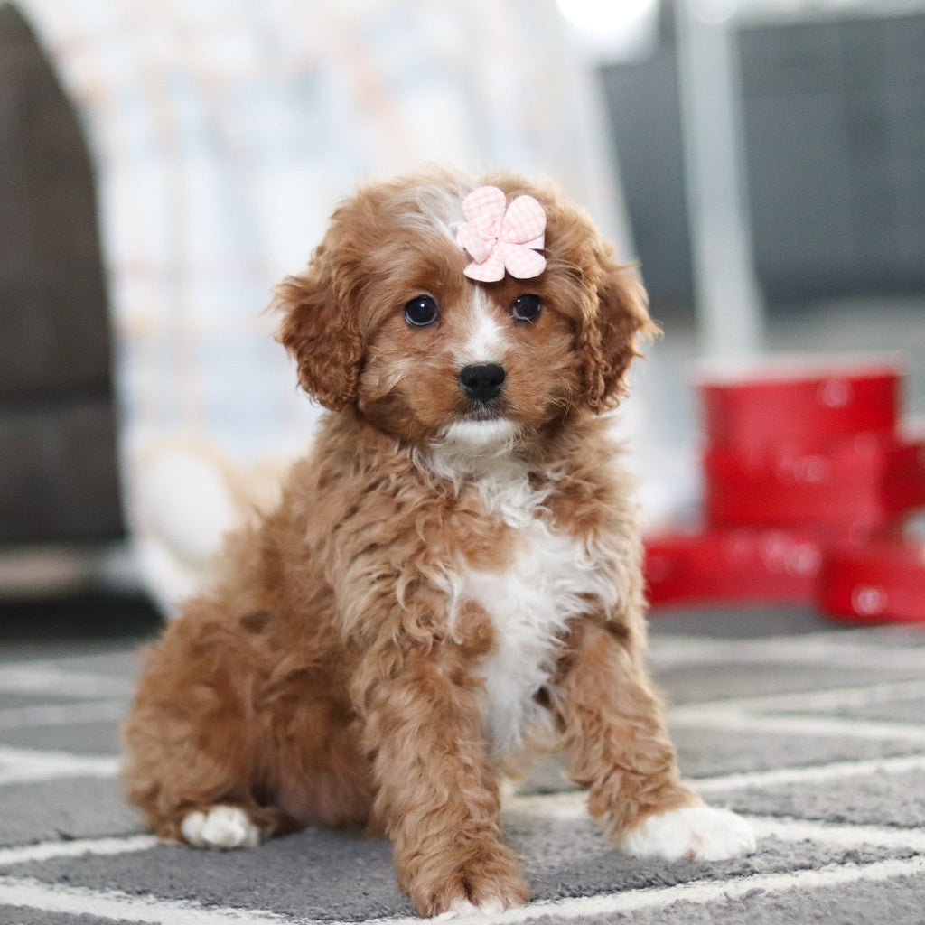 Adelaide - Available 2/19