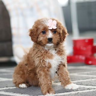 Adelaide - Available 2/19