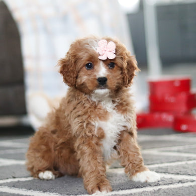 Adelaide - Available 2/19