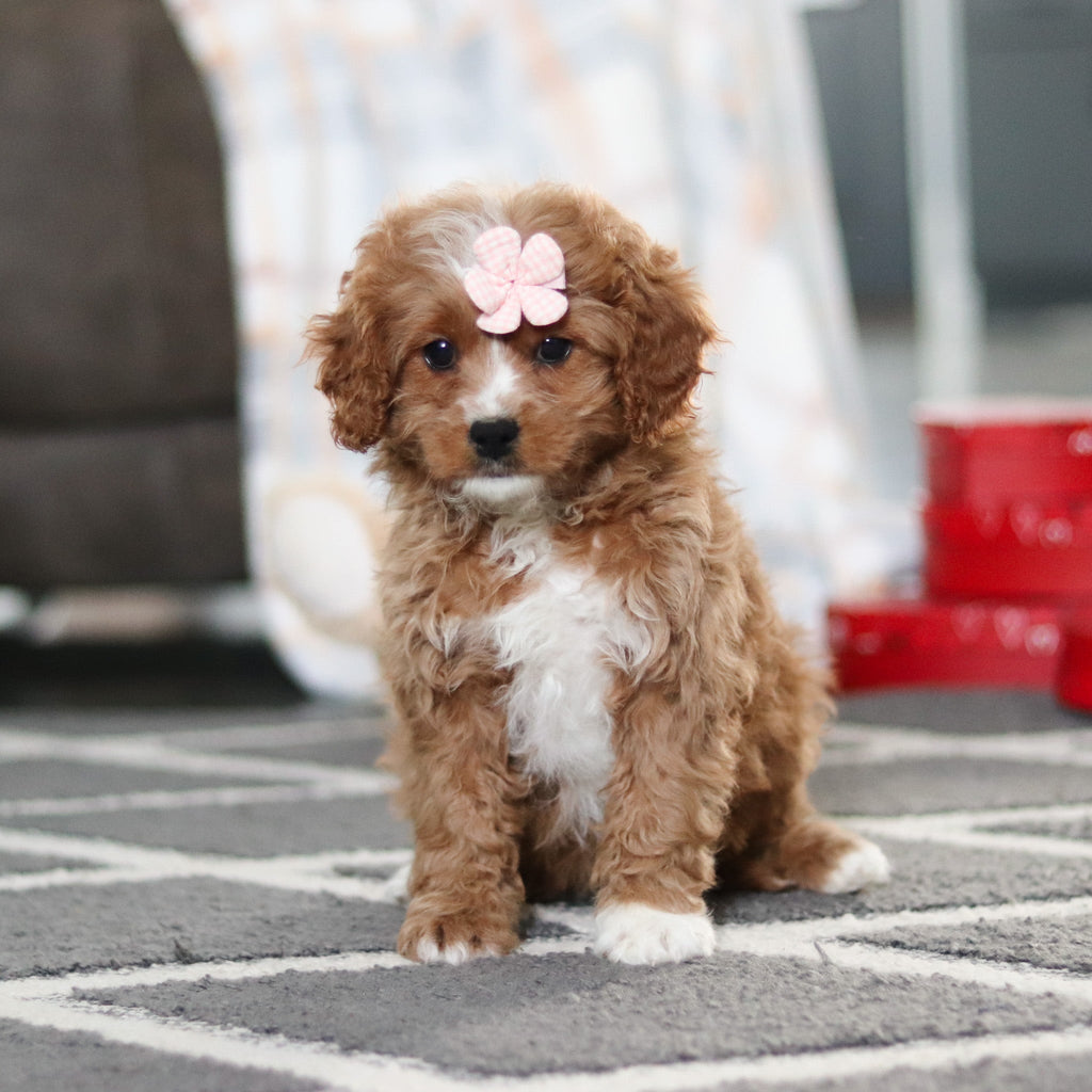 Adelaide - Available 2/19