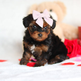 Glinda - Available Now