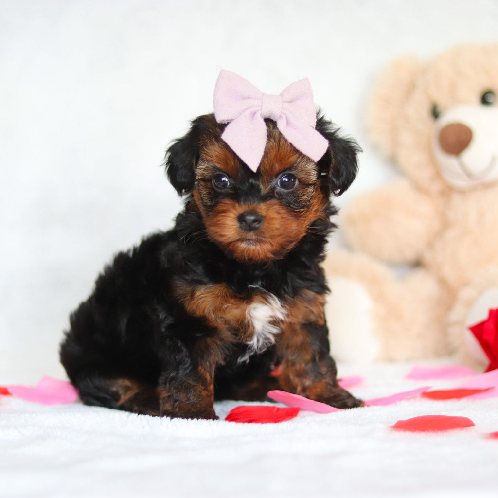 Glinda - Available Now