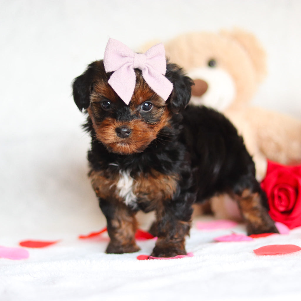 Glinda - Available Now