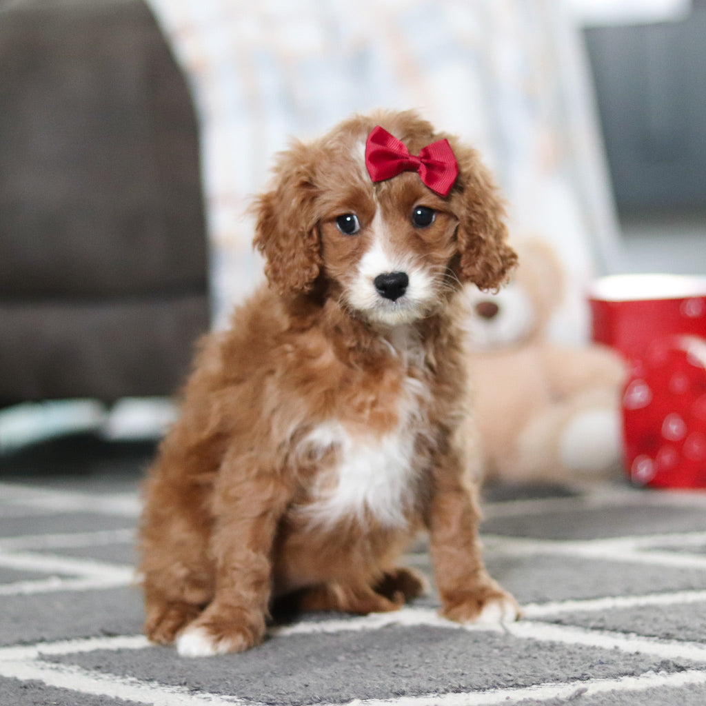 Aliya - Available 2/19