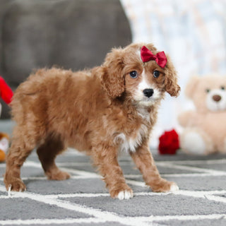 Aliya - Available 2/19