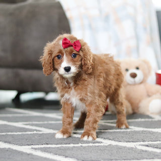 Aliya - Available 2/19