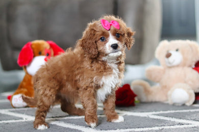 Alani - Available 2/19