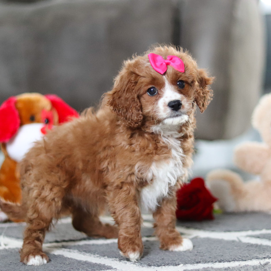 Alani - Available 2/19