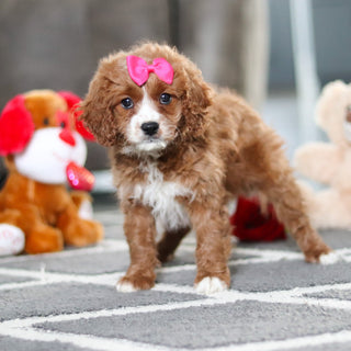 Alani - Available 2/19