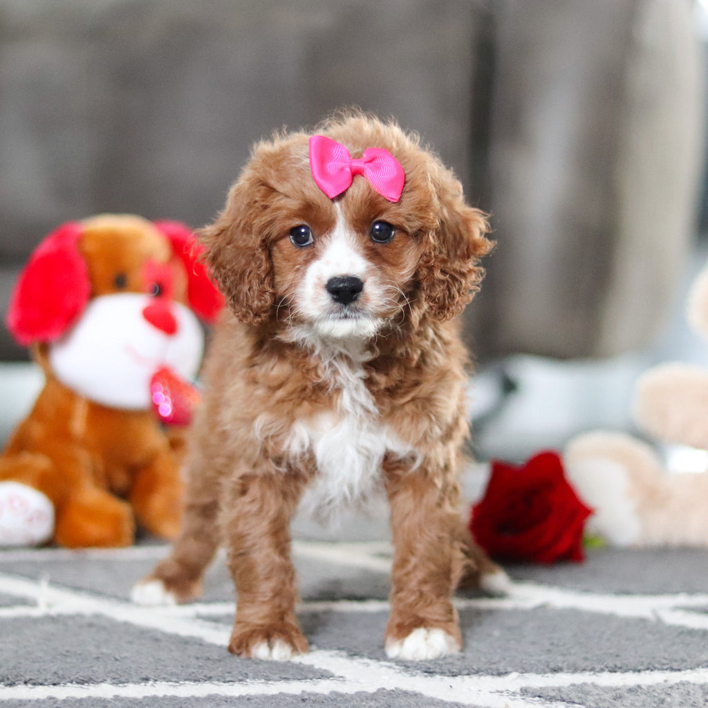 Alani - Available 2/19